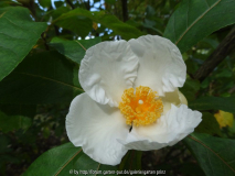 Franklinia alatamaha