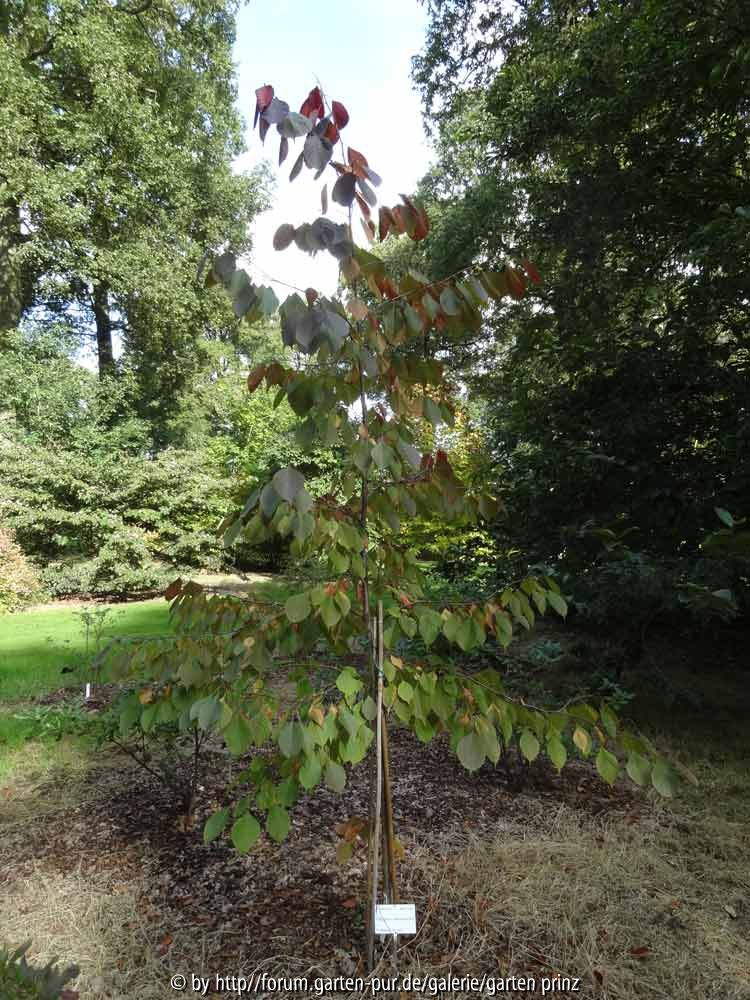 Euptelea pleiosperma
