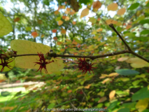 Disanthus cercidifolius bloem