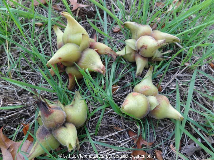 Corylus chinensis