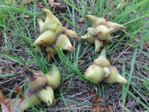 Corylus chinensis