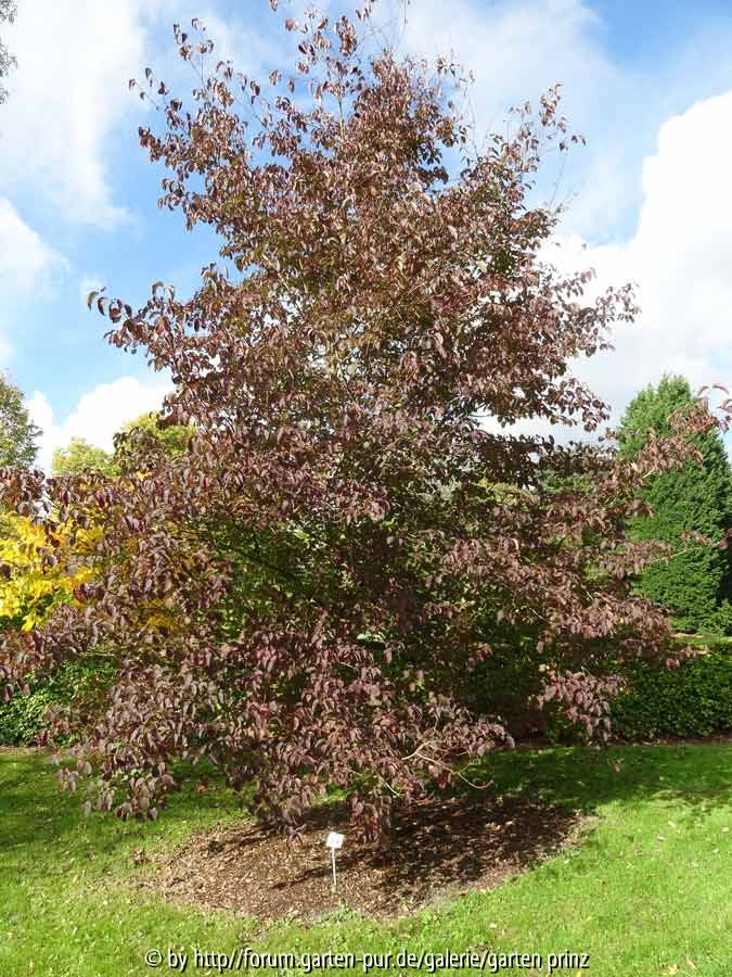 Cornus macrophylla