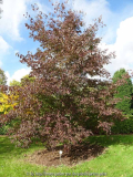 Cornus macrophylla