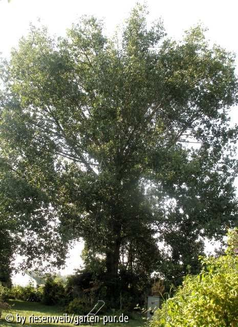 pappel unbekannt habitus im sommer