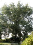 pappel unbekannt habitus im sommer