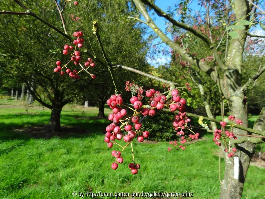 Sorbus hupehensis