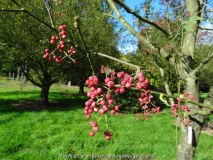 Sorbus hupehensis