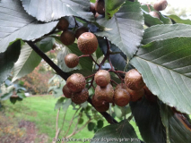 Sorbus caloneura