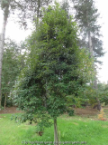 Quercus glauca boom