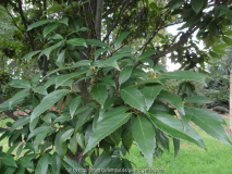 Quercus glauca blad