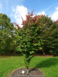Parrotia persica Jodrell Bank