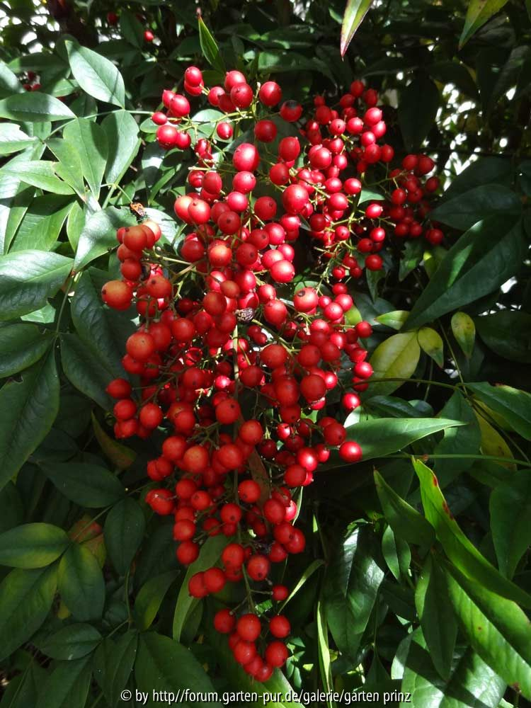 Nandina domestica
