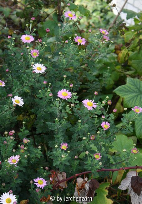 Dendranthema, Sämling von l´Innocence, sattrosa
