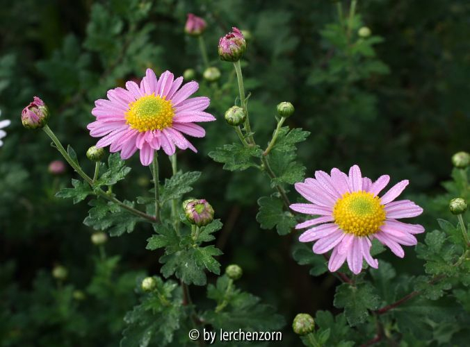 Dendranthema, Sämling von l´Innocence, sattrosa