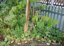 Phlomis_14-1.jpg