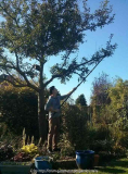 Apfelbaum_14-2.jpg