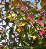 Forsythia_14-2.jpg