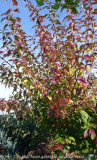 Forsythia_14-1.jpg