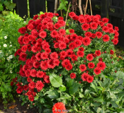 chrysantheme1.jpg