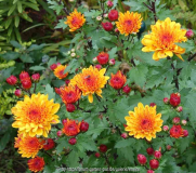 Chrysanthemum-bronze_14-1a.jpg