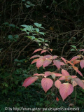 Cornus controversa