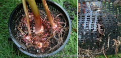 Arisaema fargesii im Pflanzkorb