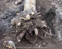 Apfelbaum_14-12a.jpg