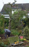 Apfelbaum_14-6a.jpg