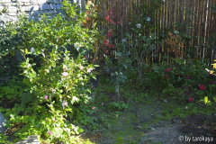 ecke kamelienhecke okt14