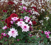 Chrysanthemum-rosa_14-2a.jpg