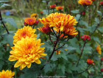 Chrysanthemum-bronze_14-4a.jpg
