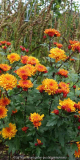 Chrysanthemum-bronze_14-3a.jpg