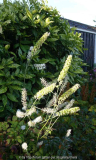 Cimicifuga_simplex_14-5a.jpg