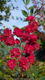 Rose-ClimbingAlberich_14-2a.jpg