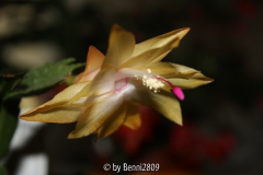 Christmas Flame