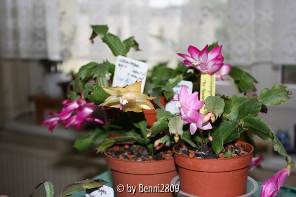 Schlumbergera Gruppe