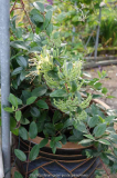 Lonicera_crassifolia-LittleHoney_14-2.jp