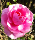 Gertrude Jekyll.jpg