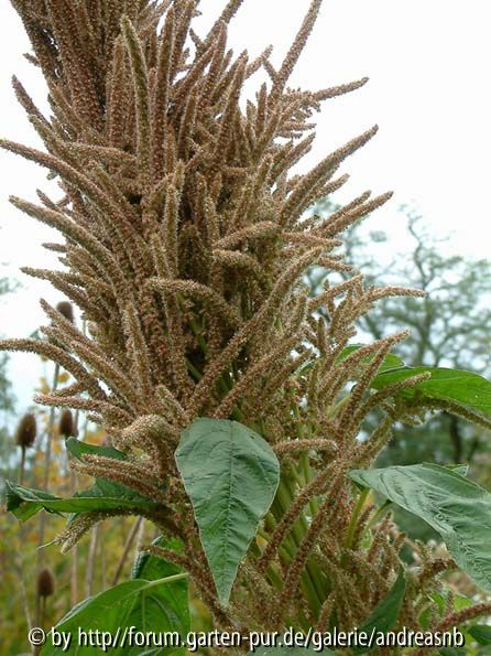 Amaranth_nah