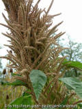 Amaranth_nah