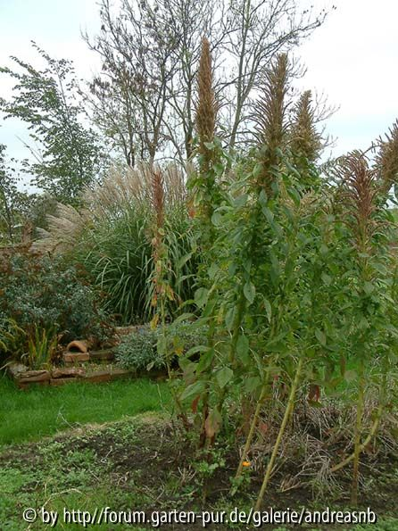 Amaranth
