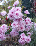 Chrysanthemum-rosa_14-3.jpg