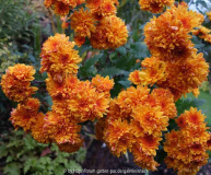 Chrysanthemum-bronze_14-5.jpg