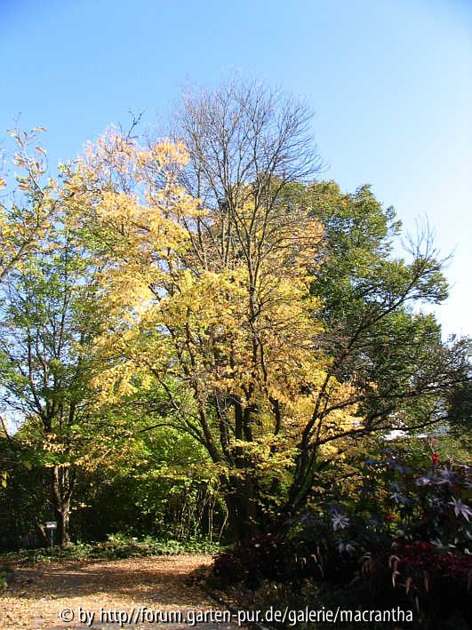 Cercidiphyllum japonicum - Habitus