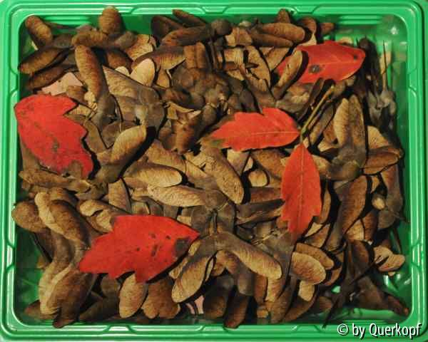 Acer griseum Früchte