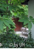 Magnolia tripetala