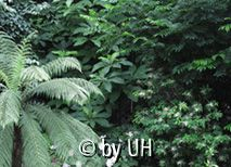 Clethra barbinervis