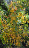 Amelanchier-RainbowPillar_14-1.jpg