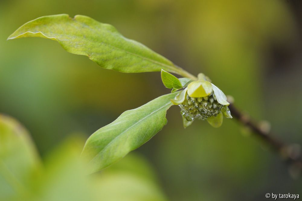 edgeworthia orange knospen nov14