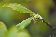 edgeworthia orange knospen nov14